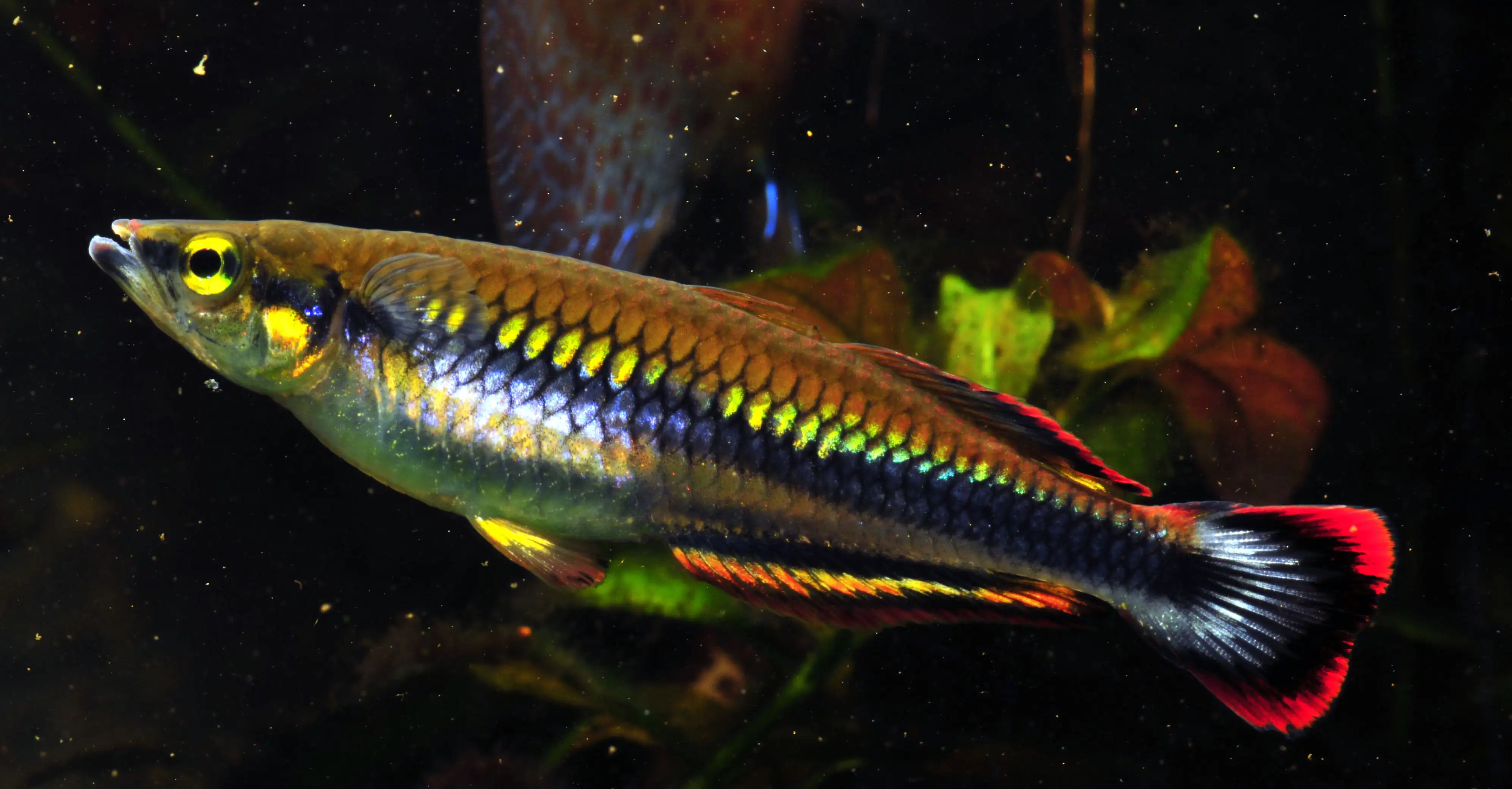 Madagascar Regnbuefisk (Bedotia madagascarensis)
